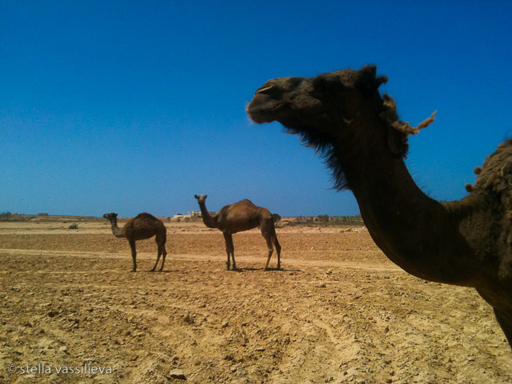 Как я оказалась в Египте